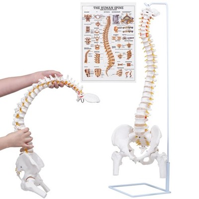 Flexible Spine Model, 34.6'' Life Size Human Spinal Cord Anatomical Model wit...