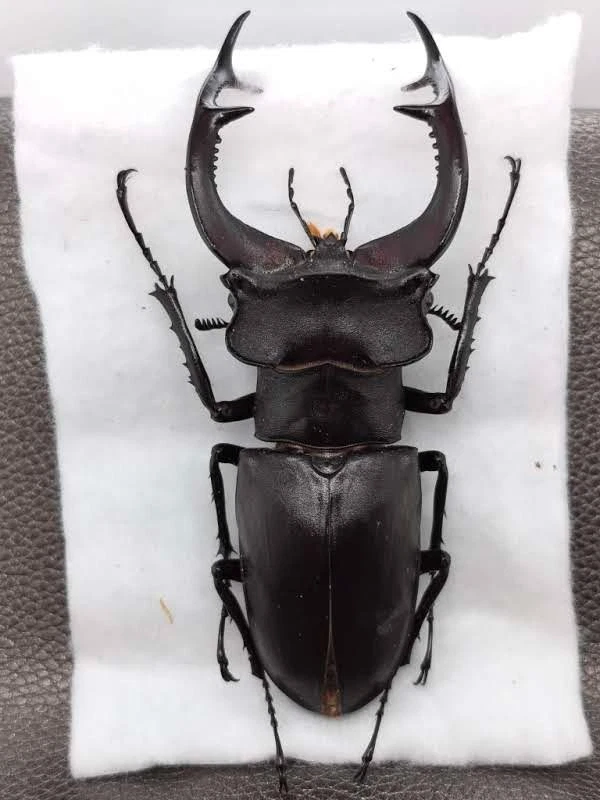 Lucanus Beetle for sale | eBay