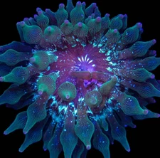 Nexus Joker Bubble Tip Anemone Reef Tank Live 
