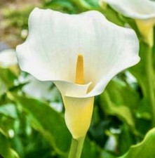 Calla Lily WHITE 10 Live .25  Flower Plant Bulbs Zantedeschia Aethiopica