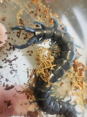 #ad #ad RARE One 1 LIVE Borneo Blue Centipede Ethmostigmus sp. 3.5 5 Inch $99.99