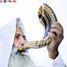 Kosher Ram Shofar Horn from Israel 12  -14" Traditional Half Polished Ram Shofa
