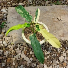 Actual Photo Philodendron Florida Beauty X Philodendron Bob Cee Variegated