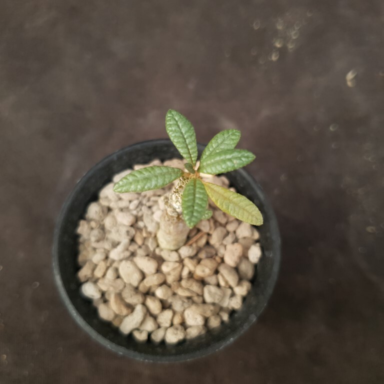 B42: Dorstenia gigas bullata | eBay