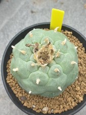 RareSucculent Plant LF Garden decoration beautiful plants seedgrowth WYSIWYG 3