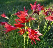 Oxblood Lily Bulbs Lilies Rain Schoolhouse Hurricane Rhodophiala bifida