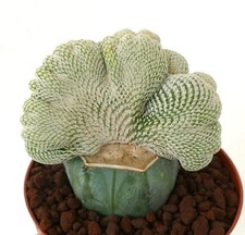 Epithelantha bokei UNUSUAL CRESTED FORM - Pingpong ball cactus | Button cactus