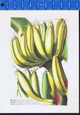 Musa, Edible Fruit, Christoph Jacob Trew (1695-1769) - Botanical Art Print