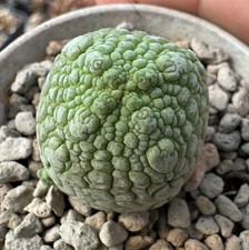 Pseudolithos caput-viperae hybrid from see-d copiapoa Euphorbia dorstenia