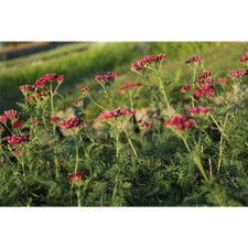Achillea millefolium 'Christel' - Schafgarbe 'Christel' - 9cm Topf