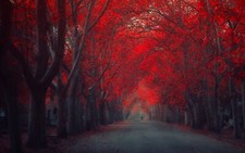 Landscape fall trees leaves road Custom Gaming Mat Desk