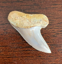 Carcharofon planus Shark Tooth, Bakersfield Mako megalodon era
