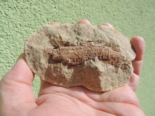 versteinertes Holz (Steinhardter Erbse)  aus Steinhardt, Bad Sobernheim