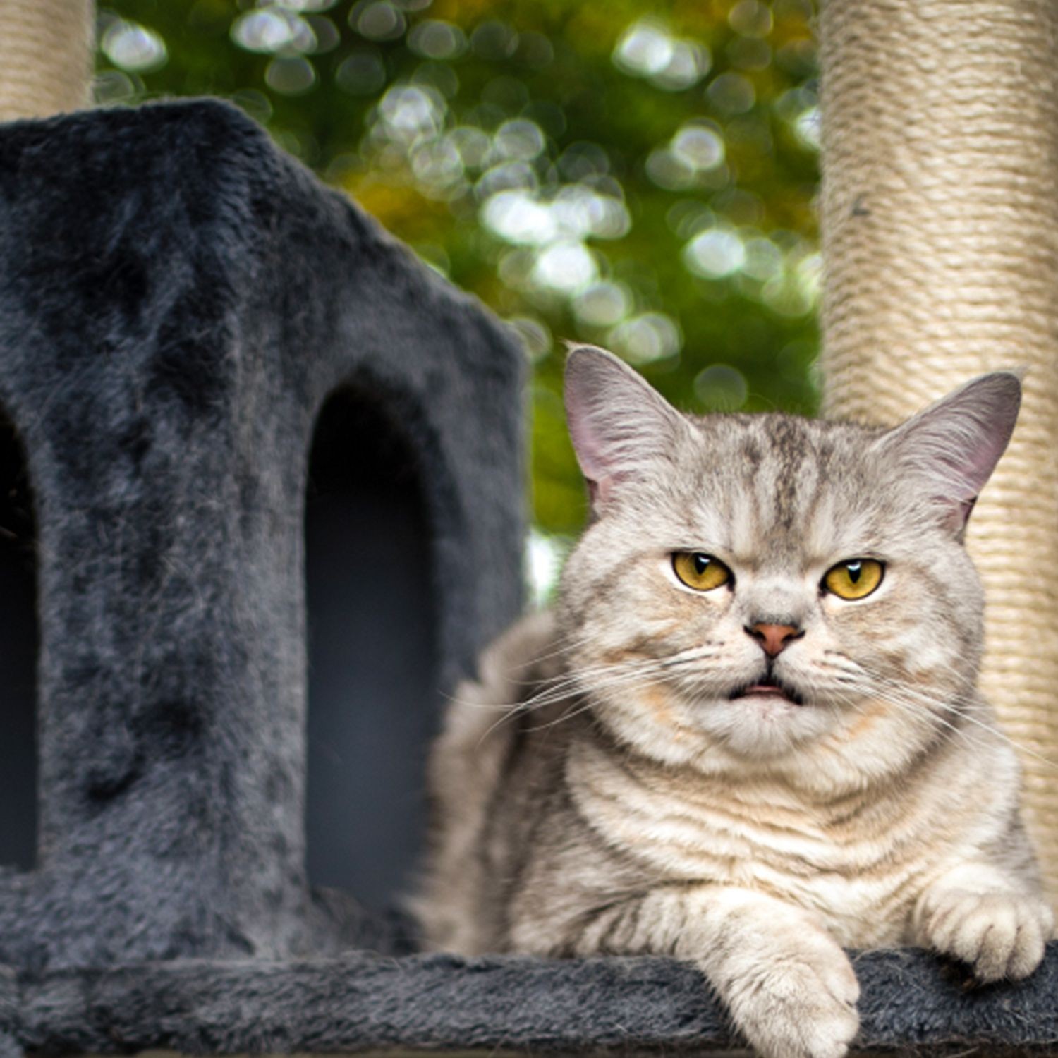 Cat Tree 70 cm Sturdy Cat Scratching Tree Multi-level Climbing Tree