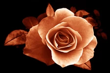 Flora Collection - Anniversary Bloom -  16" x 24" Canvas Art Poster