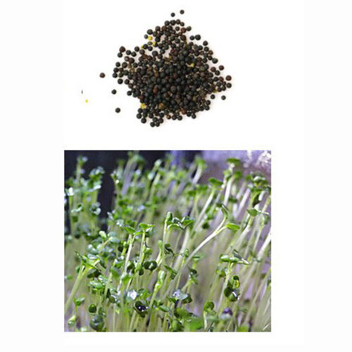 Aquarium Plant Seeds Fish Tank Aquatic Water Grass Foreground Easy Plants Decor~ - Picture 4 of 17