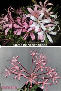 Ammocharis (nerinoides x tinneana) mini xeric bulb FRAGRANT amaryllis succulent