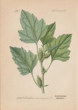 Large-Fruit Cocklebur (Xanthium macrocarpum) Chromolithograph from 1887 Botany