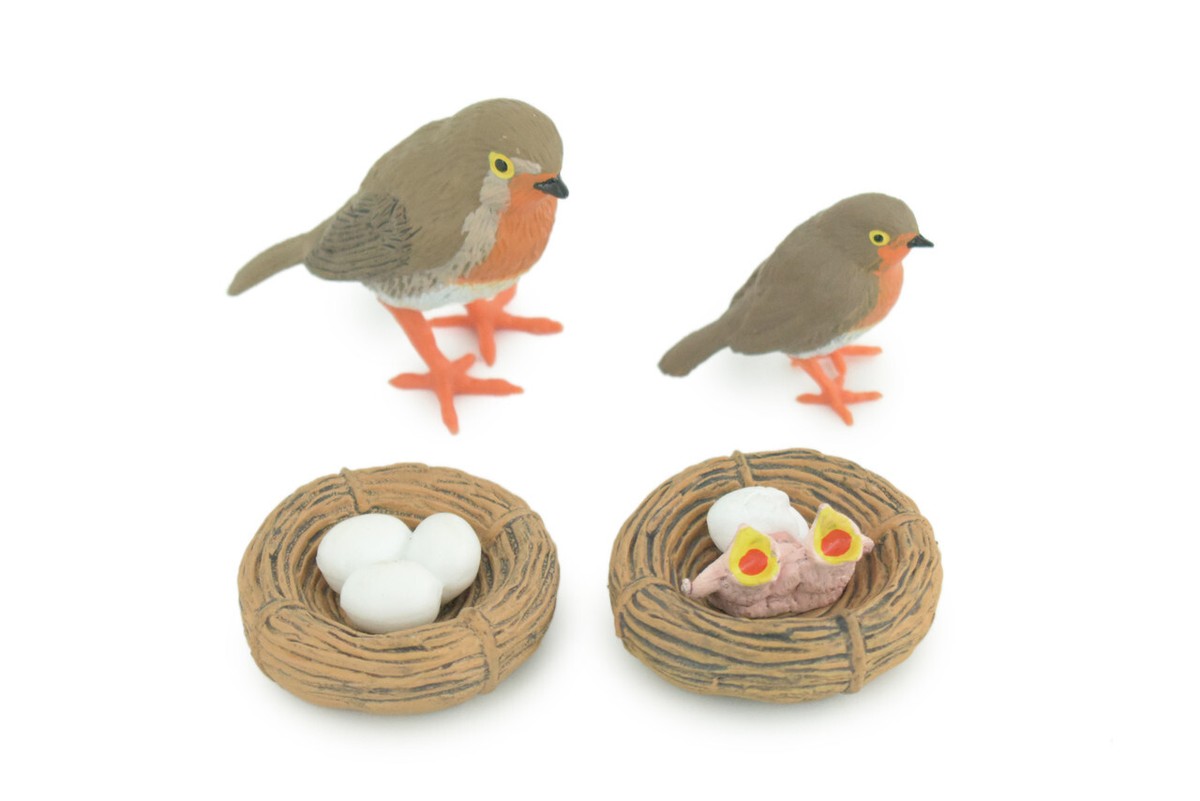 Robin Bird Life Cycle, 4 Piece Set, Realistic Hand Painted Rubber