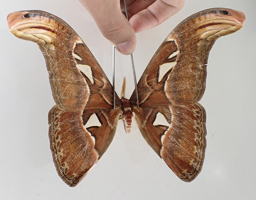 SA24907. Insekten, Schmetterlinge: Attacus Atlas. Nordvietnam.