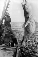 The leopard shark caught Caribbean Sea is hoisted aboard boat Old Photo