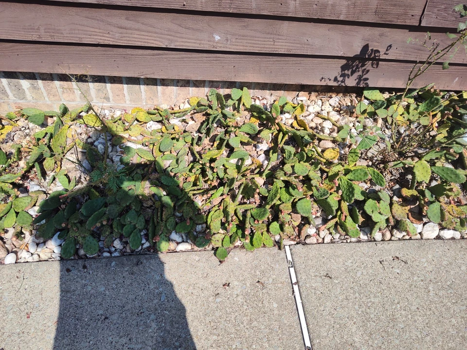 Winter hardy Prickly Prickley Pear Cacti 10 pad yellow flowers cactus - Image 4 of 4