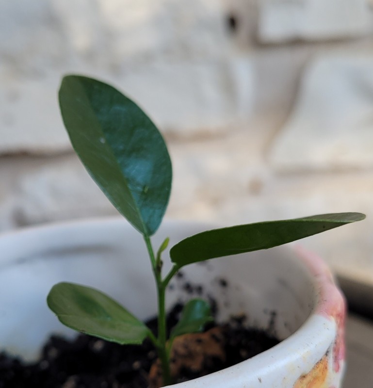 Texas Mountain Laurel Sapling/Seedling (up to 6 inches tall)