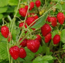 Strawberry seds, 300 Strawberries Baron Solemacher seds, organic #155