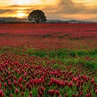 Crimson Clover Seed (Non GMO) Inoculated & Coated