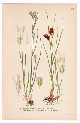1926 Lindman Botanical Flower Print, White Beak-sedge, Brown Beakrush