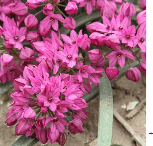 ALLIUMs MIXED GARDEN FIREWORKS SPRING SUMMER FLOWERS ALIUM BULBS