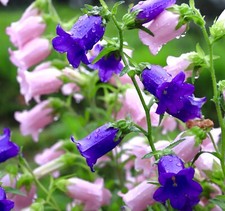 2100x Canterbury Bells Double Mix  Seeds - Campanula - Flower