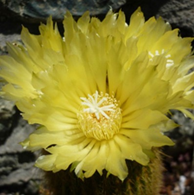 Notocactus Leninghausii - Healthy, Strong Plant with Luminous Soft Spines