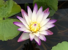 15 semi di Nymphaea PURPLE JOY - semi freschi di NINFEA