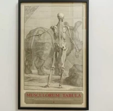 Musculorum Tabula First Edition Lithograph