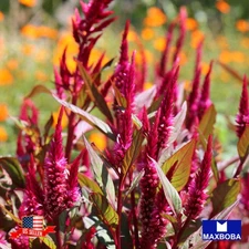 400 Celosia Seeds Forest Fire Non-GMO BOGO 50% OFF