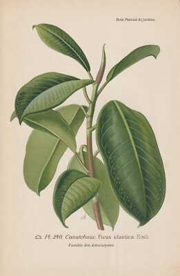 Gummibaum (Ficus elastica) CHROMOLITHOGRAPHIE von 1896 Désiré Bois RAR