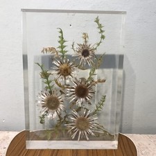 Großes Objekt Bild Silberdistel in Acrylglas 30 cm Pflanze Kunstharz Paperweight