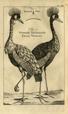 Antiker Druck - CALTROP - GRAU GEKRÖNTER KRANICH - kauft - 1770