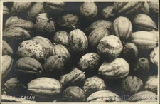 Bahia, Brazil Cacau Original Vintage Real Photo Postcard RPPC