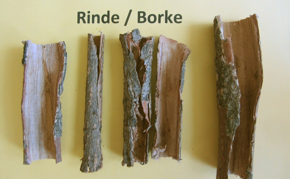 Seemandelbaumrinde Catappa Bark - Natürliche Aquarium Deko & Gesundheitsbooster