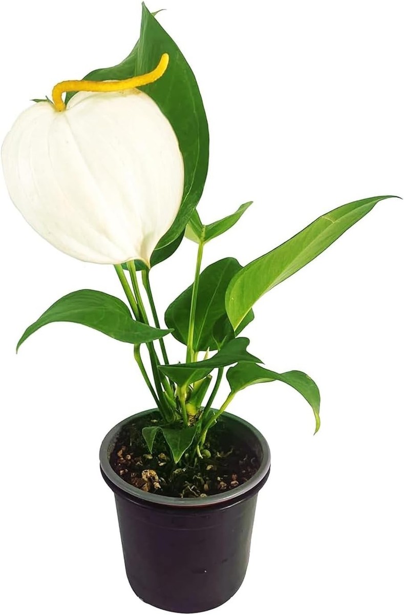 Anthurium Scherzerianum by LEAL PLANTS ECUADOR White live plant | eBay