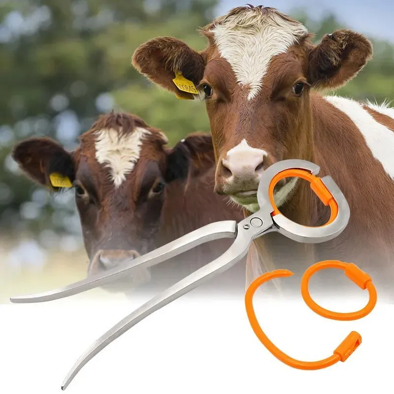 Amazon.com: Yardwe 8 Pcs Bull Nose Ring Bovine Clip Horse Nose Ring  Livestock Nose Ring Cow Nose Ring Clamp Cattle Pulling Tool Spring Tool  Cattle Cow Nose Ring Animal Large Stainless Steel :