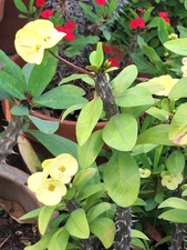 Euphorbia Milii Crown Of Thorns Jumbo Yellow Flowers CUTTING Qty 1