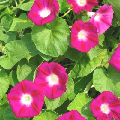 41+Red MORNING GLORY Flower Seeds Wildflower Climbing Flowering