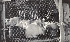 Animali domestici coniglietti coniglietti anni 40 in gabbia allevamento simpatici animali pelosi foto reale P14h22