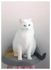 Tink the Momma Cat 2019 White kitty * Quality Art Print by PRiNTOPiA