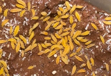 100 Yellow Albino Ceratophysella Springtail Bioactive Feeders on Clay Culture