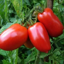 San Marzano Tomato Seeds, NON-GMO, Italian Pasting, Determinate, FREE SHIPPING