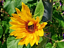SAMEN der Sonnenblume Sommerblume große dekorative pflegeleichte Gartenblume